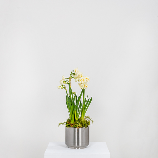 Satin Marine SS (316) 12.5cm Newlyn Pot