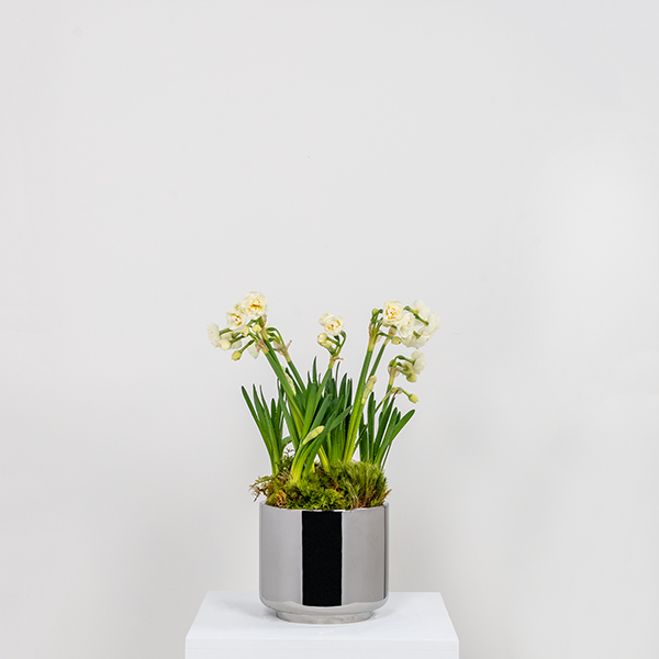 Polished Marine SS (316) 16cm Newlyn Pot