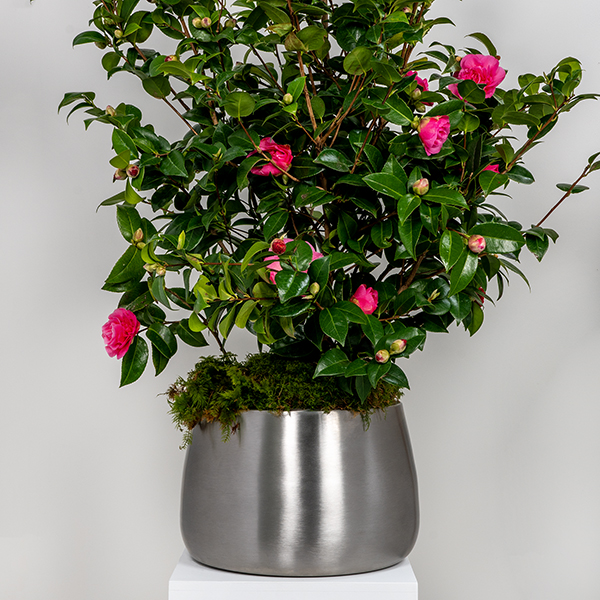 Satin Marine SS (316) 28cm Hepworth Pot (Drainage holes)